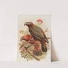 Kaka parrot and variety &#039;Kaka-kura&#039;. Nestor Meridionalis by John Gerrard Keulemans