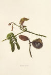 Kakalaioa (1885)