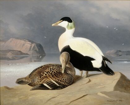 Kaksi Haahkaa (1867)