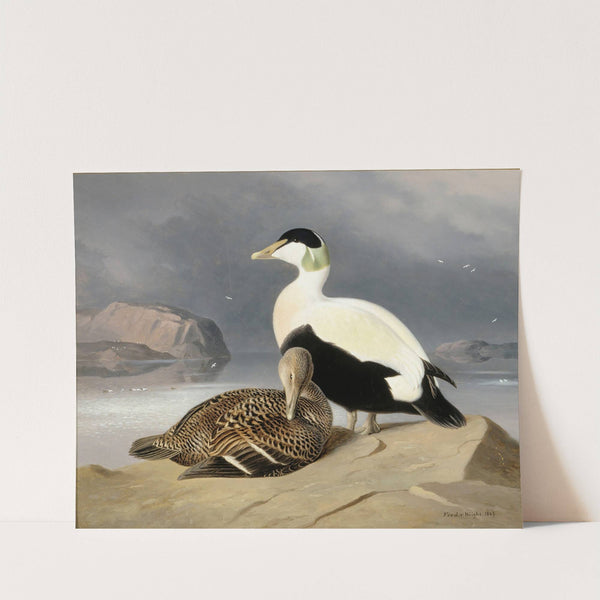 Kaksi Haahkaa (1867) by Ferdinand von Wright