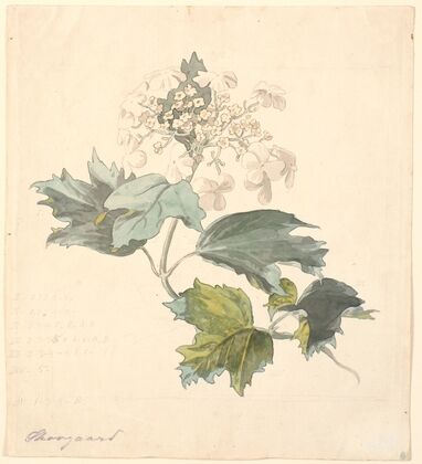 Kalkved. (Viburnum) (1816 - 1875)