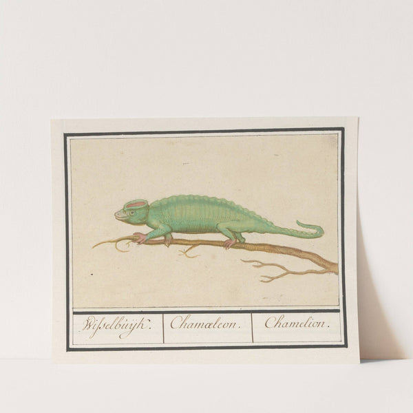 Kameleon (Chamaeleonidae) Wisselbuijk. Chamaeleon. Chamelion. (1596-1610) by Anselmus Boëtius de Boodt