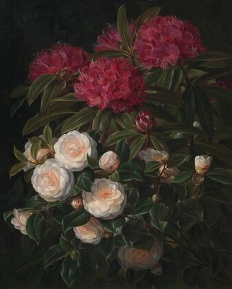 Kamelier Og Rhododendron