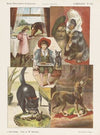 Kameraden (1875-1919)