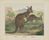 Kanguroo (1829-1880)