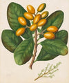 Karaka