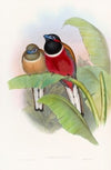 Kasumba Trogon