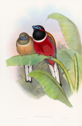 Kasumba Trogon