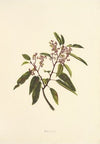 Kauila (1885)