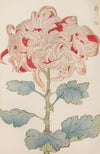 Keika hyakugiku, Pl.13