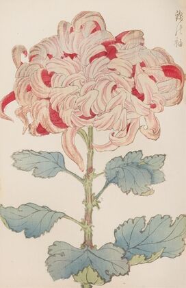 Keika hyakugiku, Pl.13