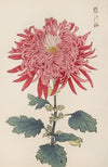 Keika hyakugiku, Pl.24