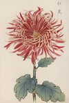 Keika hyakugiku, Pl.27