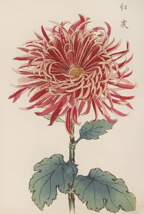 Keika hyakugiku, Pl.27