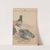 Keinen kachō gafu Pl.008 (1891) by Imao Keinen