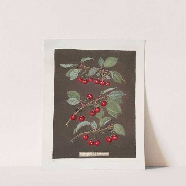 Kentish or Flemish, English bearer and Carnation cherries. (1812) by George Brookshaw