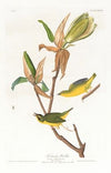 Kentucky warbler