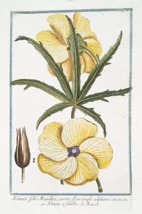 Ketmia, folio Manihot, serrato, flore amplo sulphureo – Ketmie Ã  feuilles de Maniot