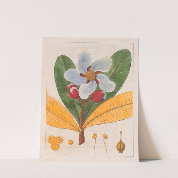 Kielmayera Speciosa (V.A.) (1824-1828) by Auguste de Saint-Hilaire