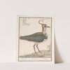 Kievit (Vanellus vanellus) (1596-1610) by Anselmus Boëtius de Boodt