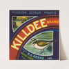 Killdee Brand Florida Citrus Fruit Label (1940s)