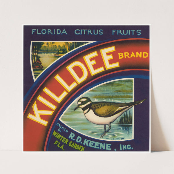Killdee Brand Florida Citrus Fruit Label (1940s)
