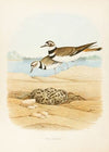 Killdeer