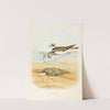 Killdeer (1882) by Edwin L. Sheppard