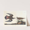 Killdeer plover by John James Audubon