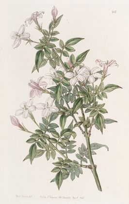 Kindred Jasmine