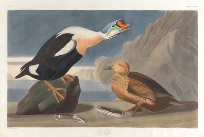 King duck