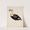 King Eider ; Unfinished by Magnus Von Wright