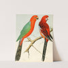 King Parrot, Pennant&#039;s Parrakeet by W. A . Blakston