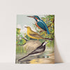 Kingfisher, Wagtails by W. A . Blakston