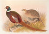 Kirghiz Mongolian Pheasant
