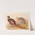 Kirghiz Mongolian Pheasant by Henry Jones