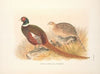 Kirghiz Mongolian Pheasant (Phasianus colchicus mongolicus). (1918-1922)