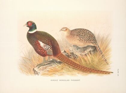 Kirghiz Mongolian Pheasant (Phasianus colchicus mongolicus). (1918-1922)