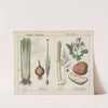 Kitchen vegetables and roots (Celery, Onion, Asparagus, Potato) by Charlotte Mary Yonge
