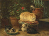 Kittens At Play