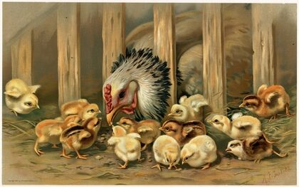 Kluck! Kluck! (1891)