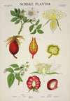 Klungerrose (1930)