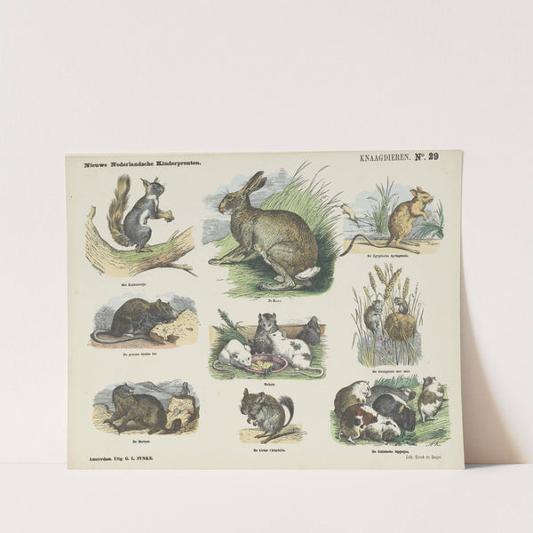 Knaagdieren (1875-1919) by Emrik & Binger