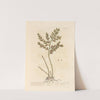 Kneeholm or butcher&#039;s broom by Elizabeth Blackwell