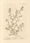 Knot grass