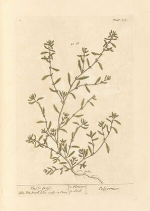 Knot grass