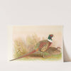 Kobdo Pheasant by Henry Jones