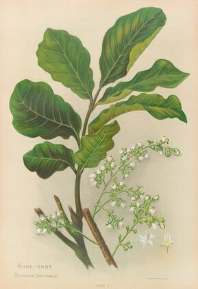 Kohe-Kohe