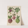 Kohl Rabi, or Turnip-rooted Cabbage (1876-1886) by Ernst Benary