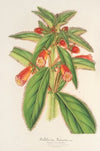 Kohleria lanata